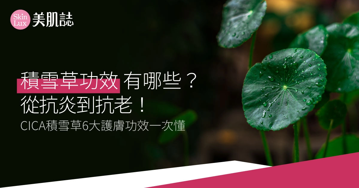 積雪草功效有哪些?從抗炎到抗老!CICA積雪草6大護膚功效一次懂